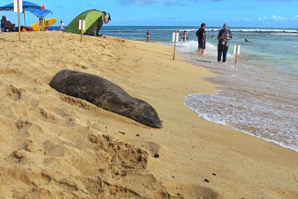 Caribbean Monk Seal