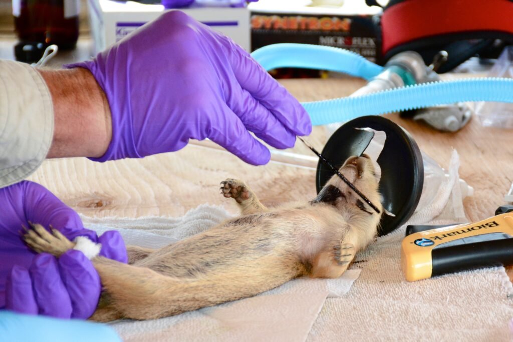 Marked Prairie Dog for sylvatic plague vaccination.