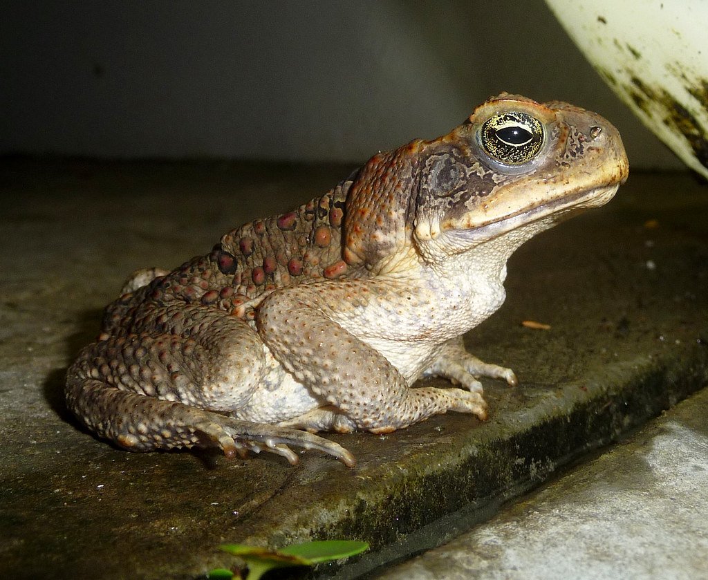 Cane Toad. Bufo marinus.
