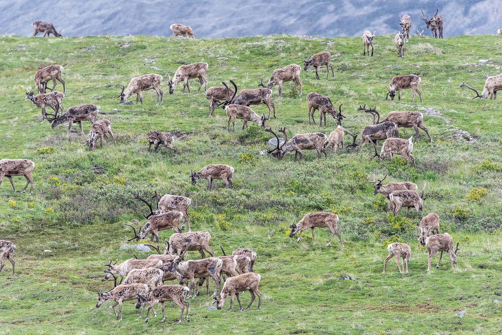 Caribou herd