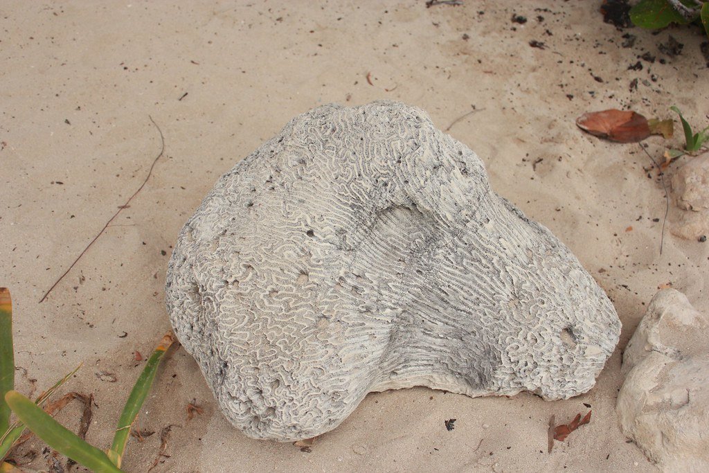 Reef fossil, marine fossil