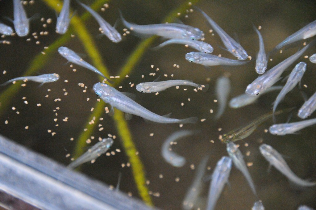 A school of Medaka fish. 