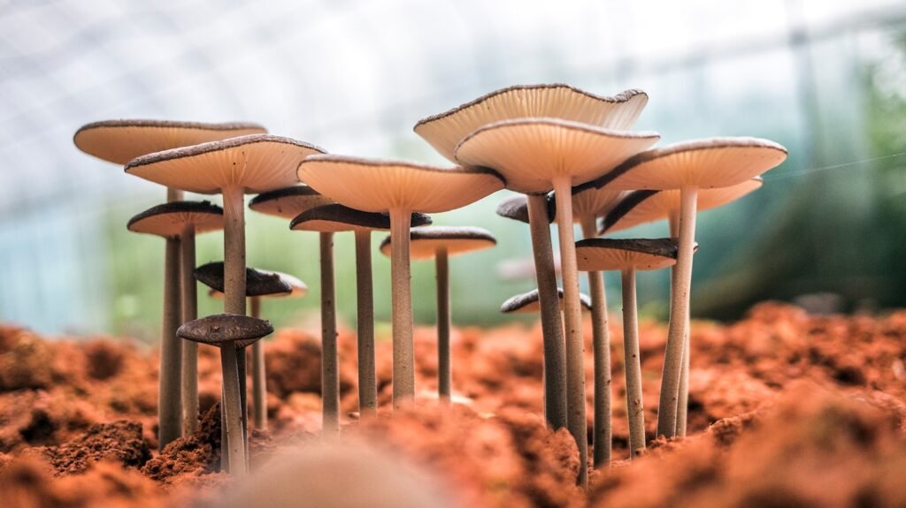 White mushroom bloom during daytime.