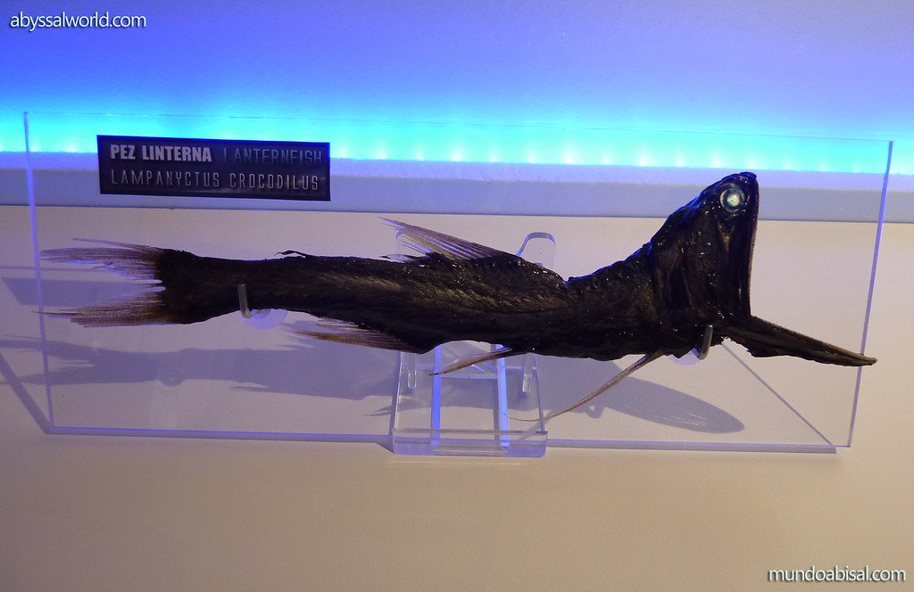 Lanternfish, coral triangle, deep sea creature