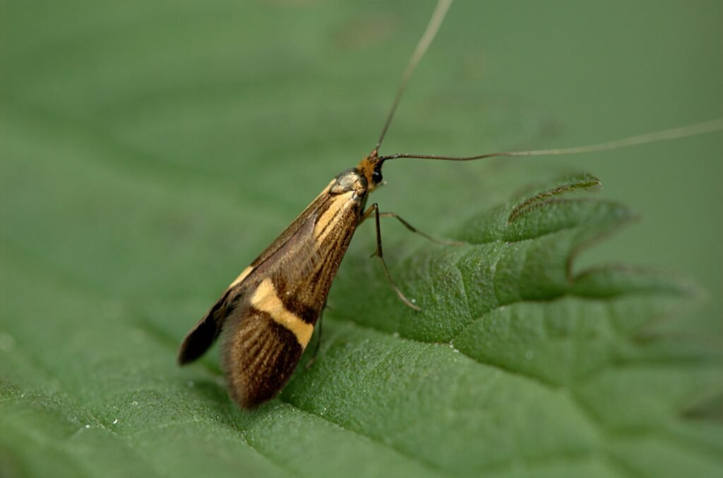 Moth, nocturnal insect