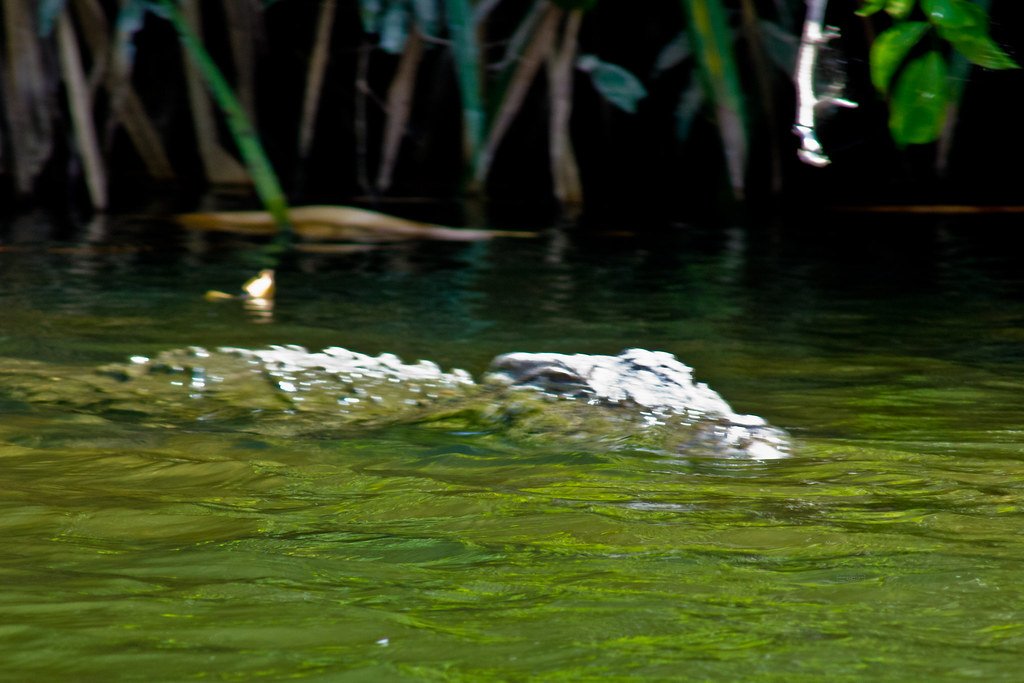 Mugger crocodile of Cauvery.