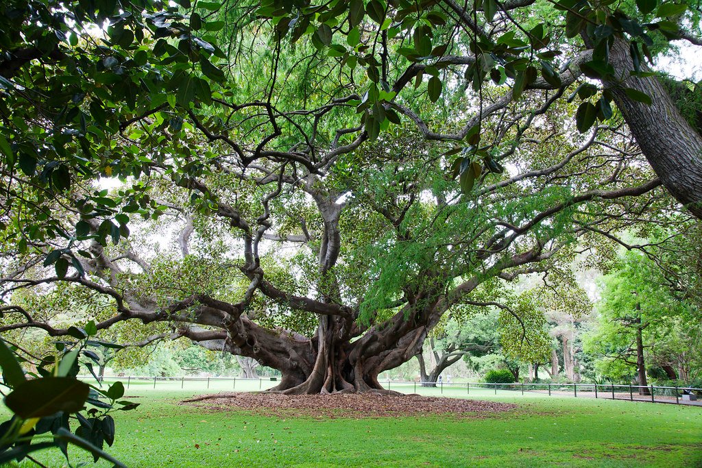 Fig tree