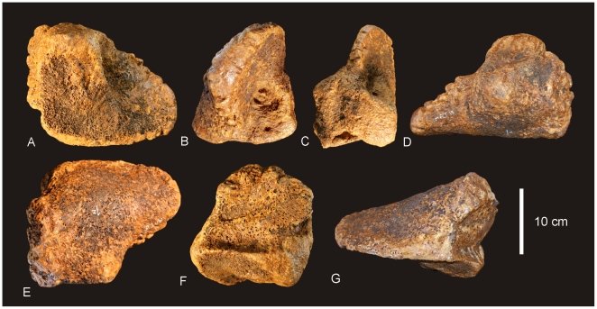 Australia, dinosaur fossils