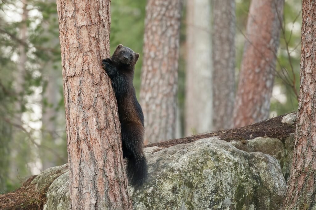 Wolvering peeking behind a brown tree trunk.