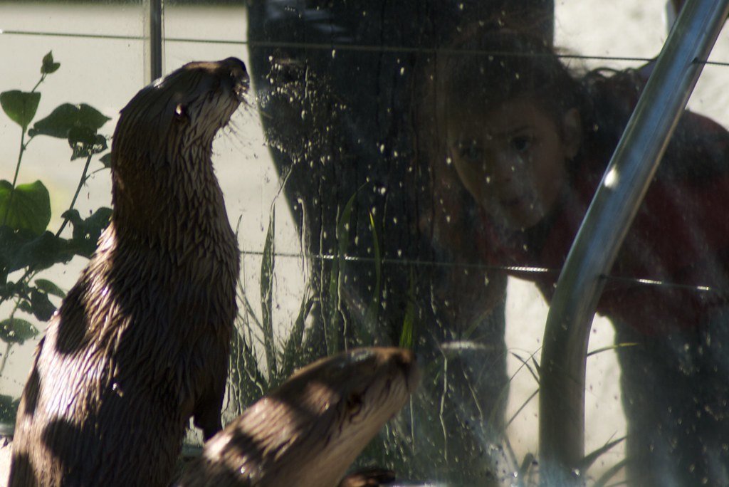 Otters and humans looking at each other.