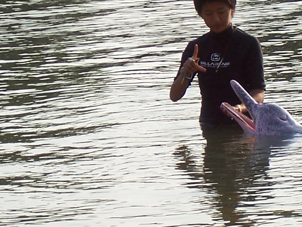 Pink dolphin, Brazil