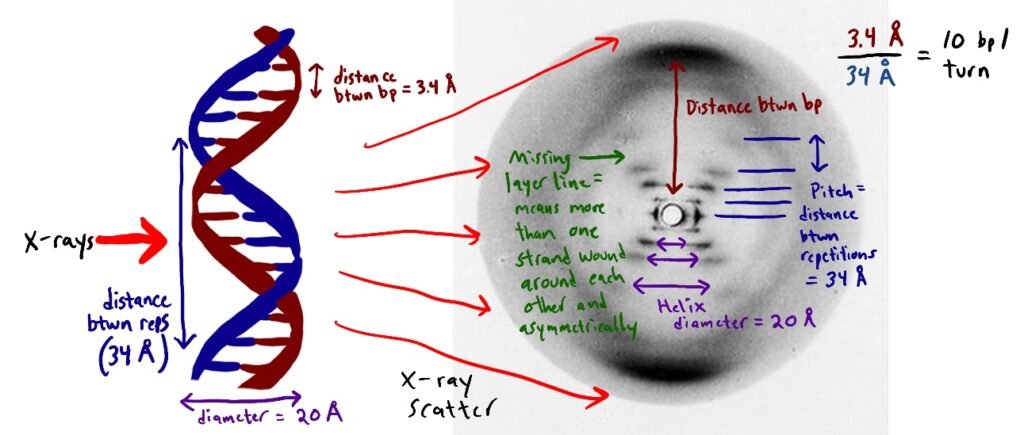 DNA, Photo 51