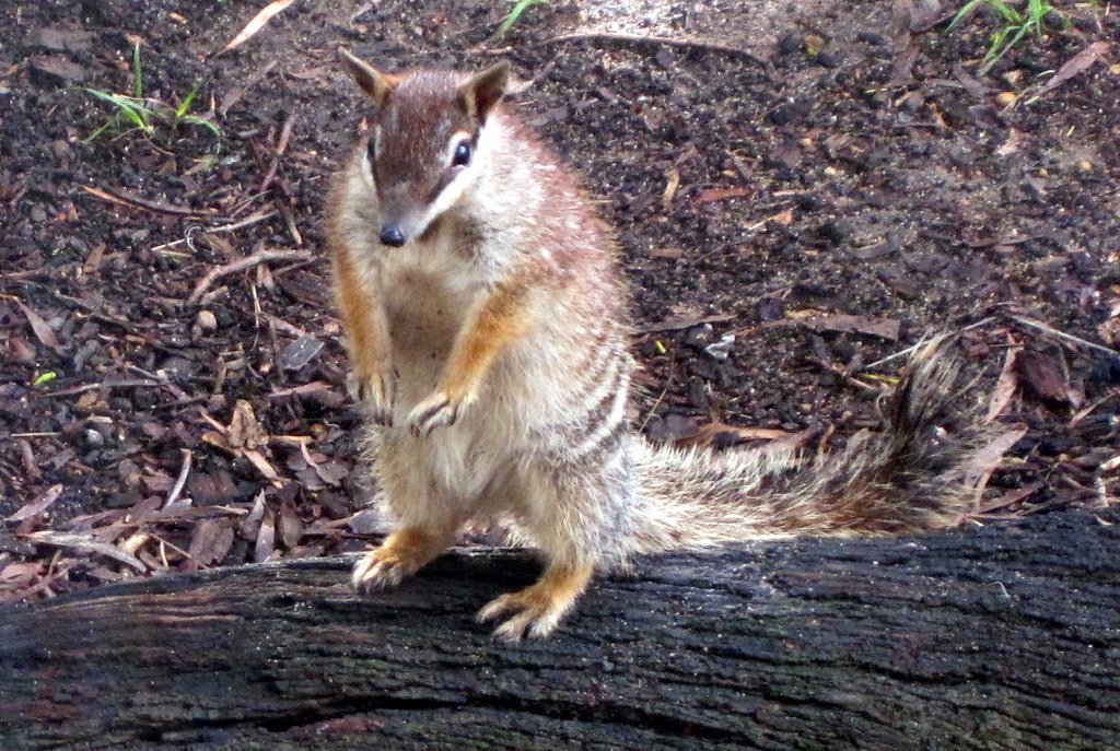 Numbat, also known as the noombat or walpurti