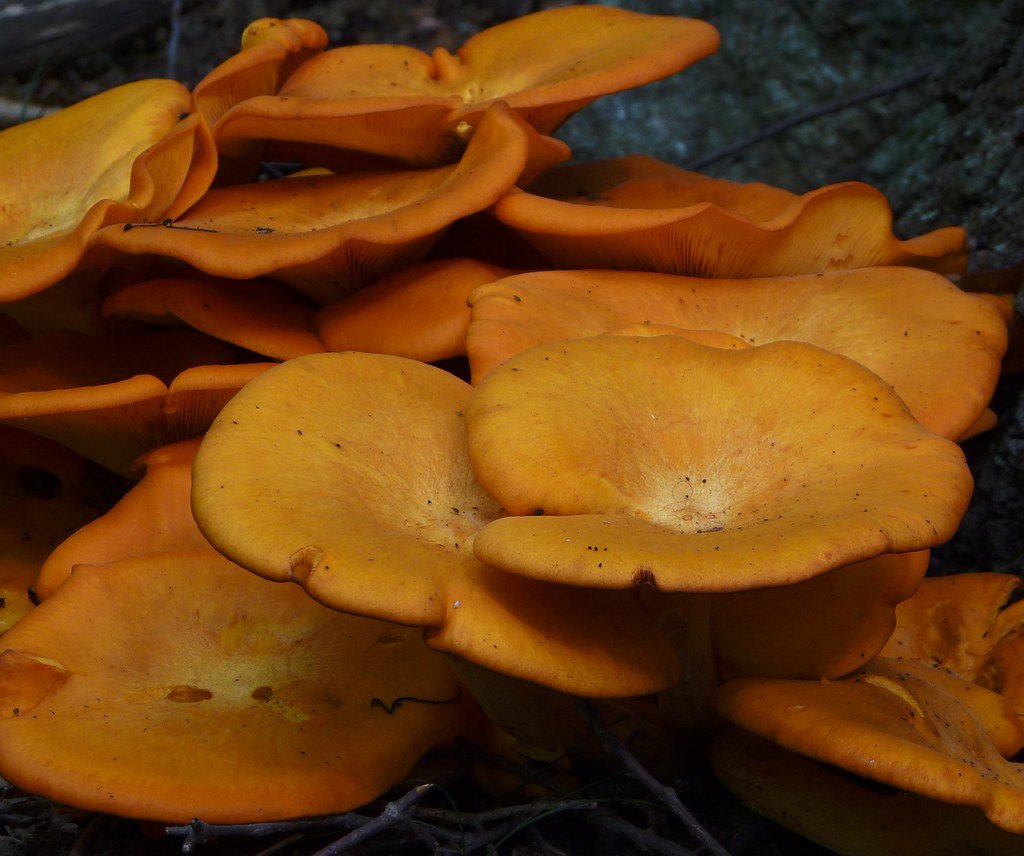 Jack-o'-lantern mushroom.