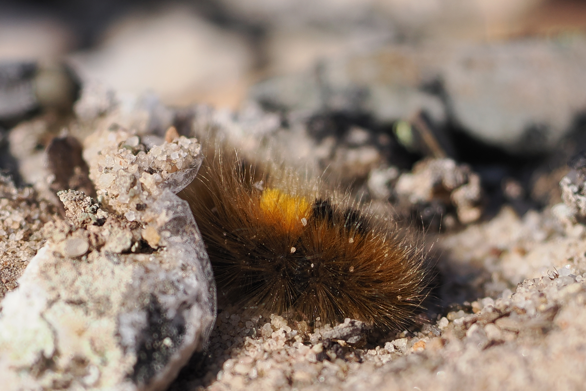 Frozen Wonders: How Some Animals Defy Nature by Surviving Solid Ice