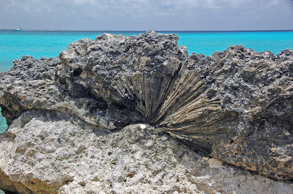 Ocean fossils