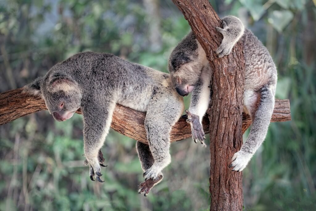 Koala conservation