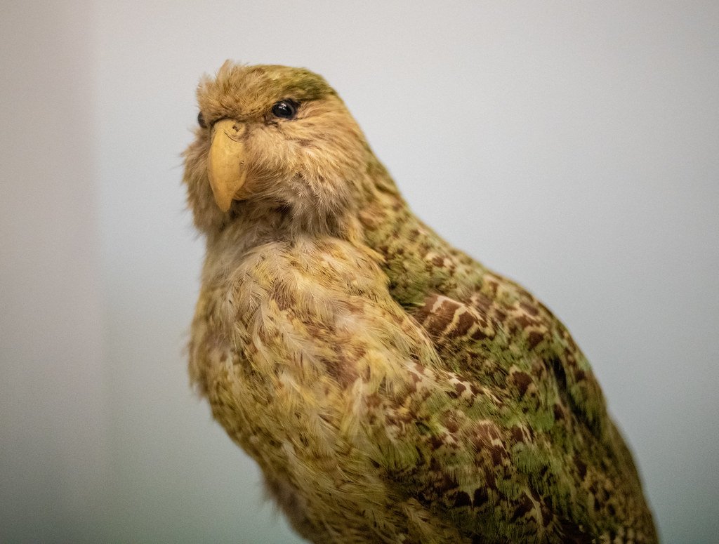Kakapo in a museum.