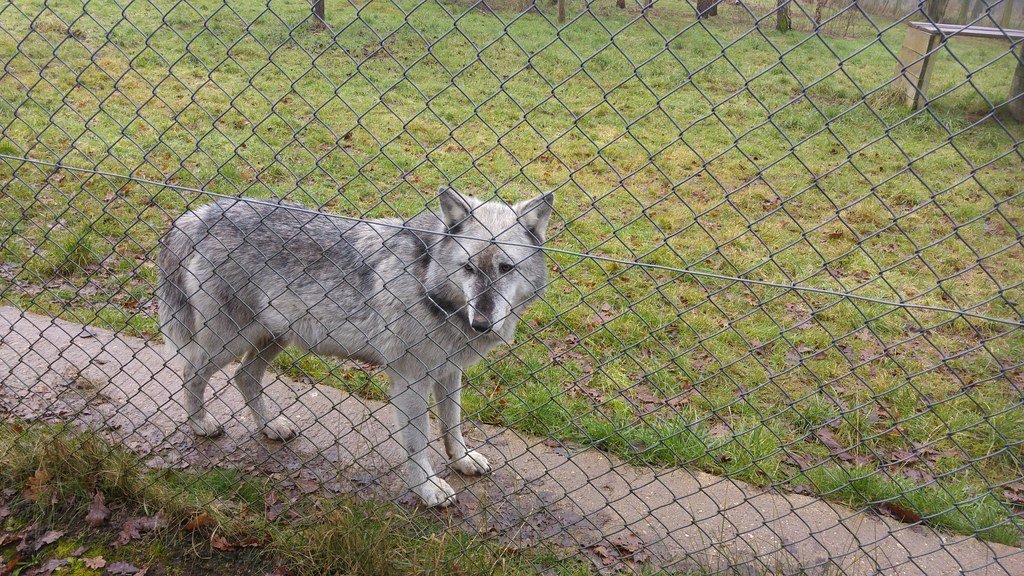 Wolf behind a chainlink fence. 