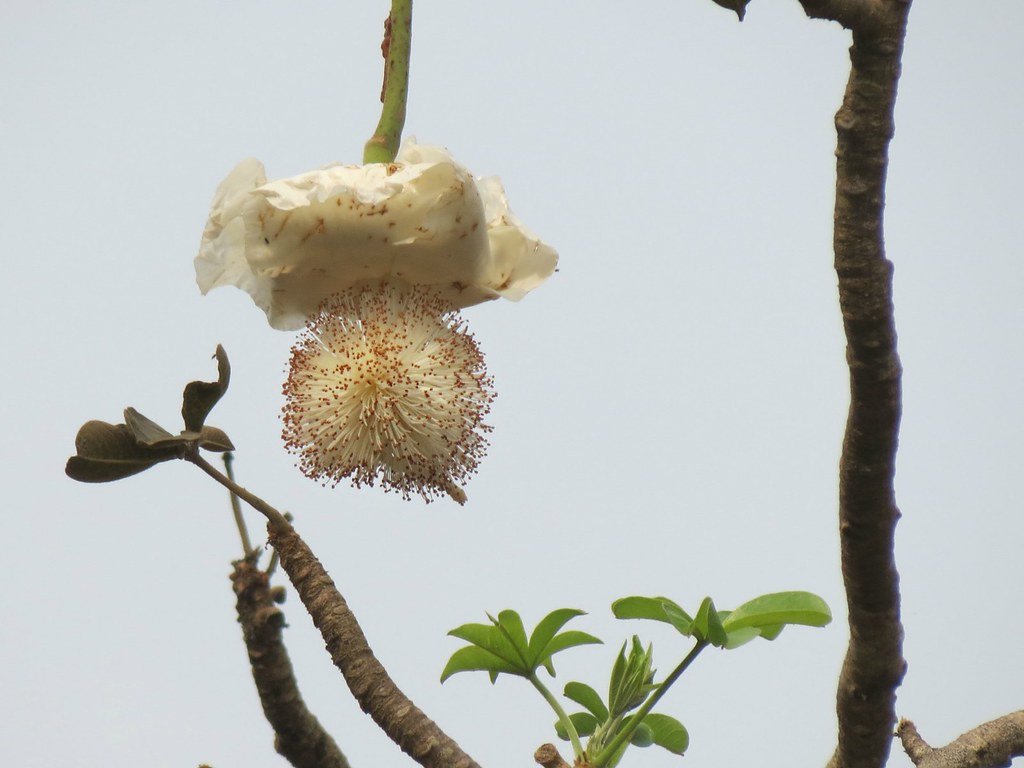 Baobab flower.