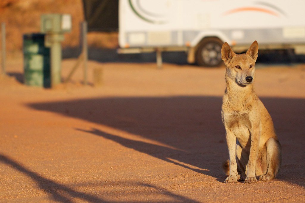 Dingo in a sand.