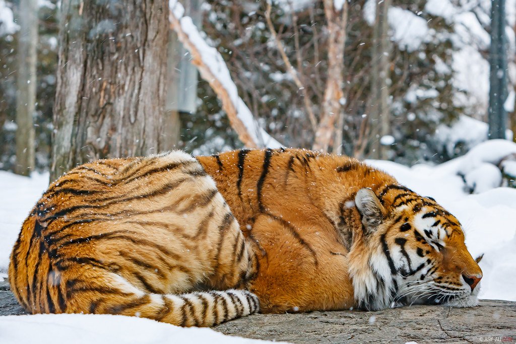 Tiger hibernating during the winter.