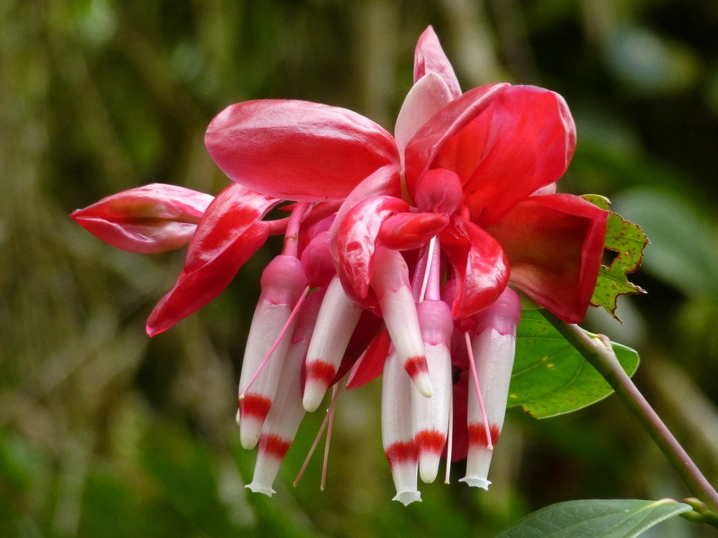 Cavendishia tarapotana, Ericaceae.