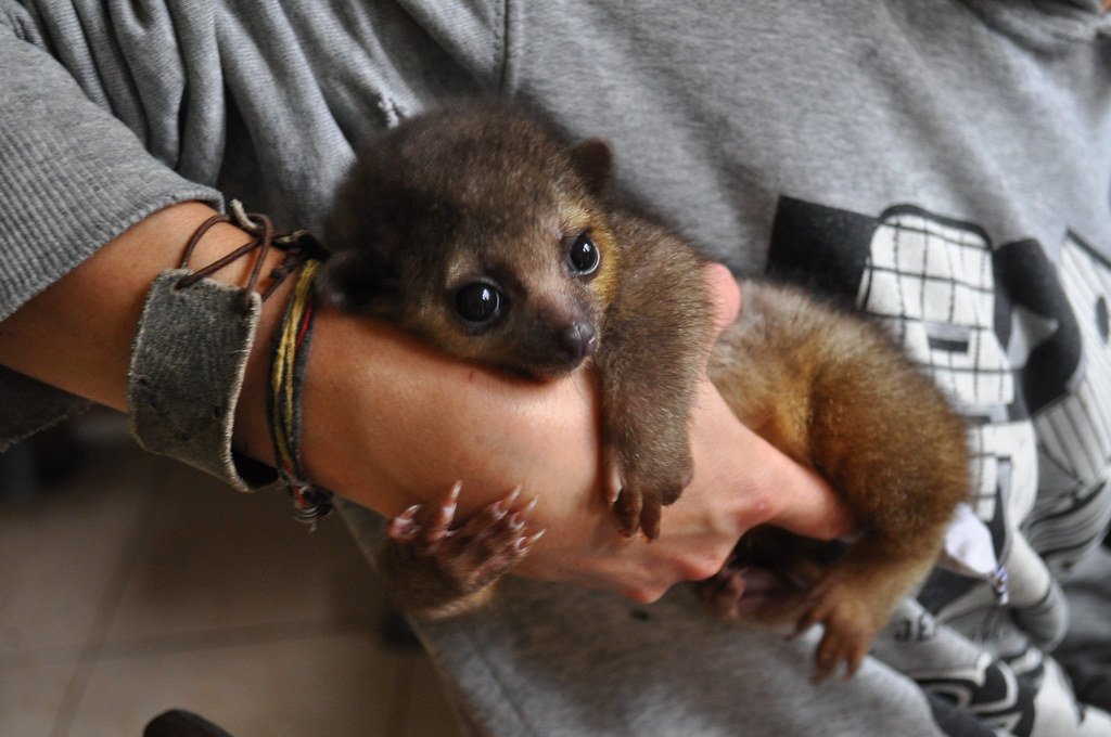 Kinkajou, nocturnal animals
