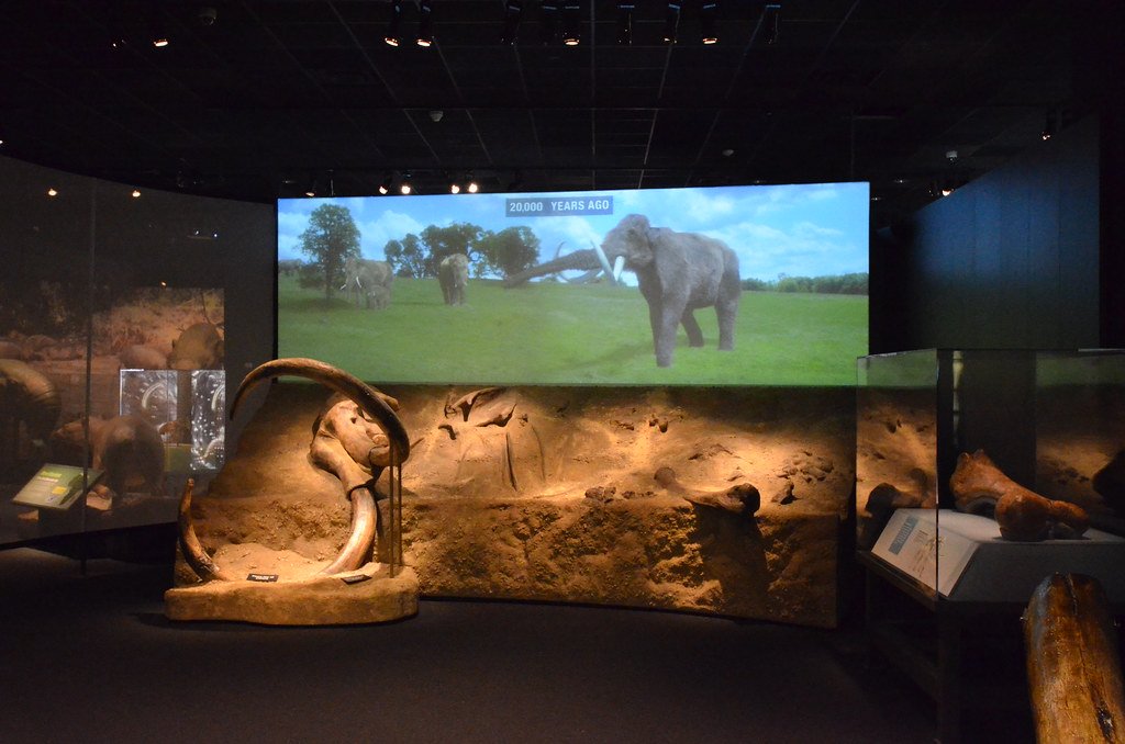 Boston Museum of Science | Mammoths and Mastodons: Titans of the Ice Age | Replica of fossil dig site, and frame from movie of mammoths 20,000 years ago.
