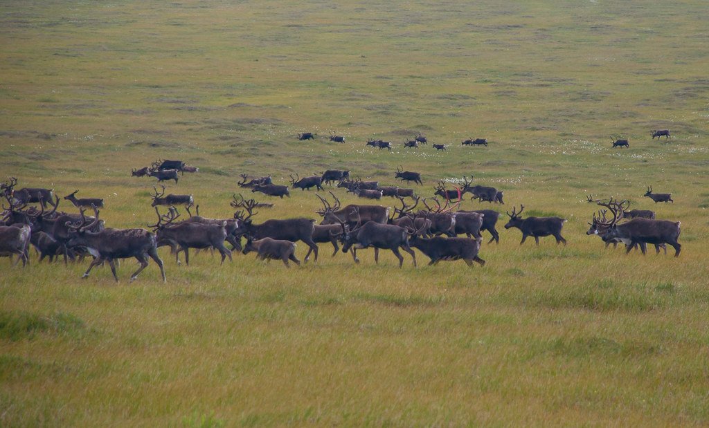 Caribou herd conservation