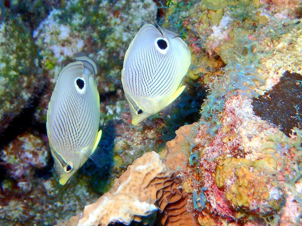 foureye butterflyfish
