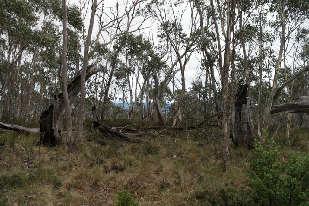 ACT national park, native species