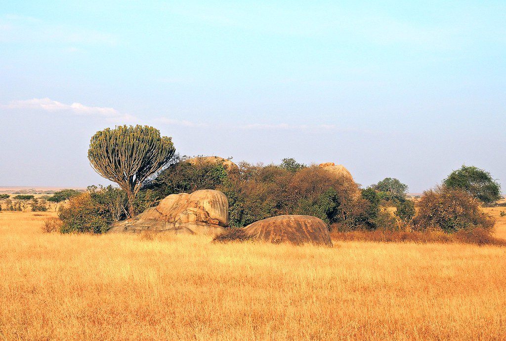 Tanzania (Serengeti National Park) Kopjes, the great granite mass, are an attractive feature of the Serengeti landscape.