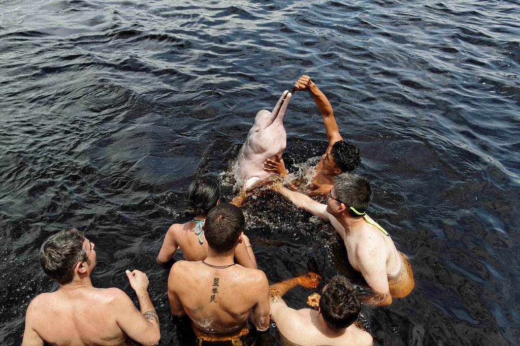 pink dolphins, Amazon river, Brazil