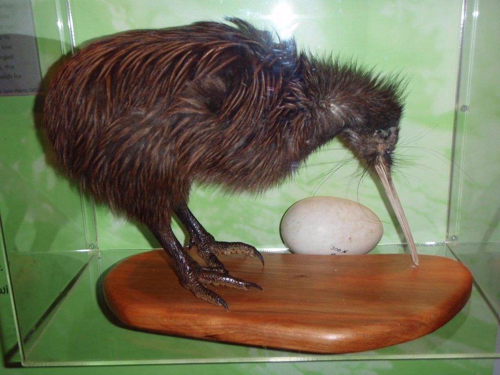 Kiwi bird