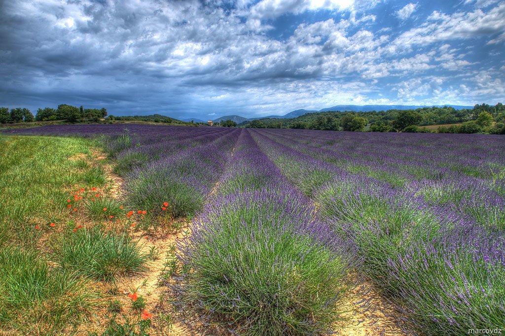 Lavender Fields of Provence