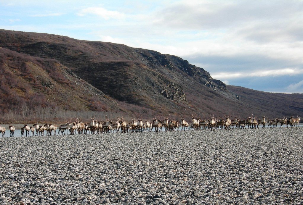 Caribou herd conservation