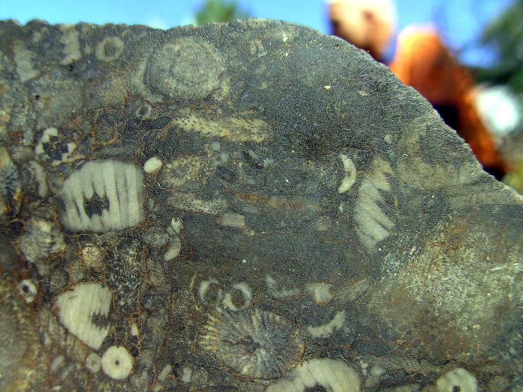 Marine fossils