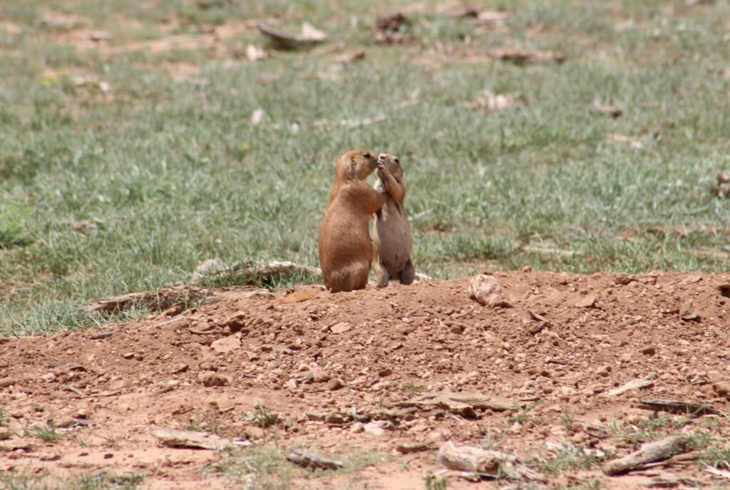 Prairie dogs kissing.