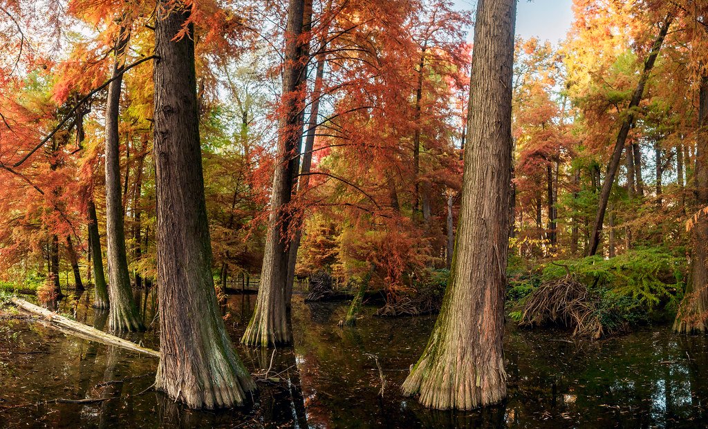 Taxodium distichum in autumn.