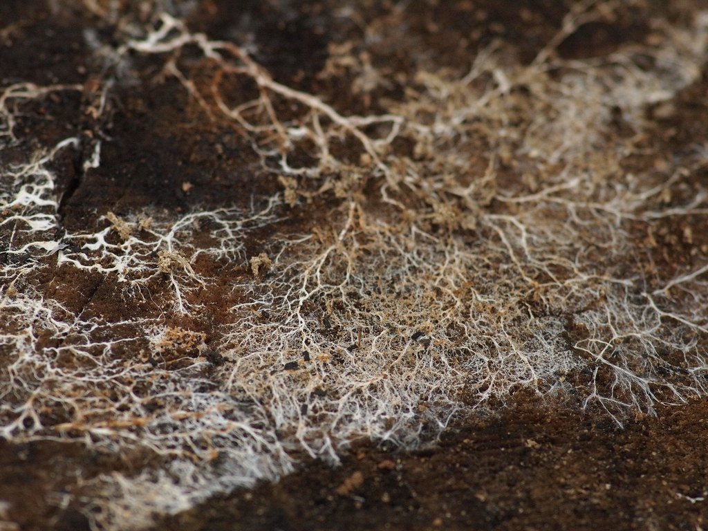 Mycelium.