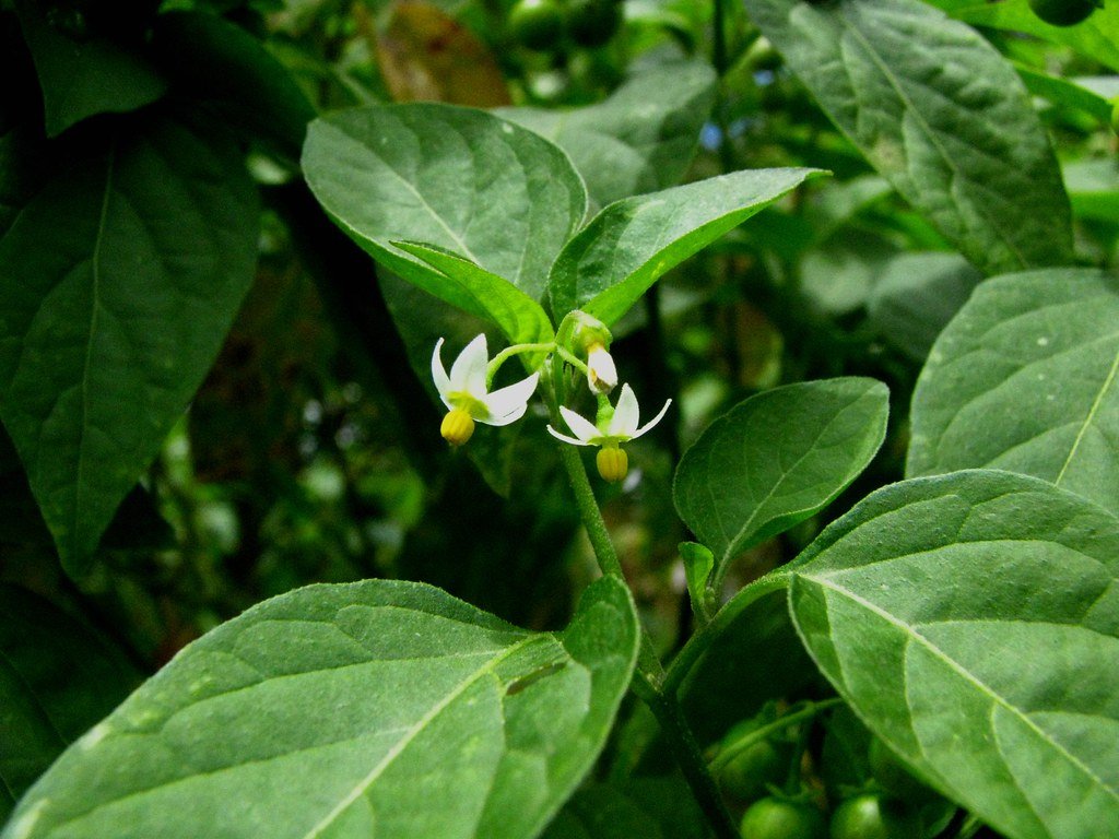 Nightshade plant