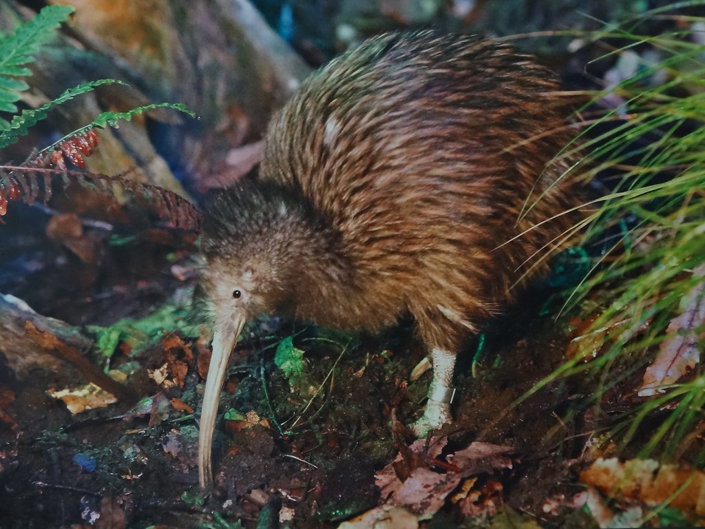 New Zealand, kiwi bird