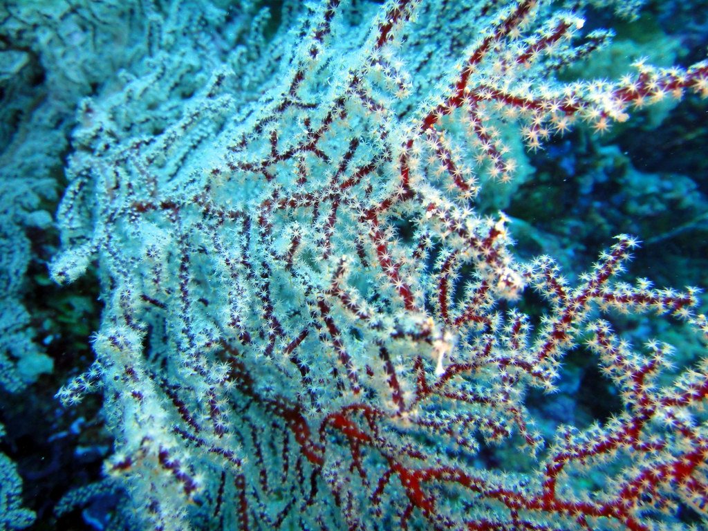 Macro soft corals, Big Drop Off Reef.