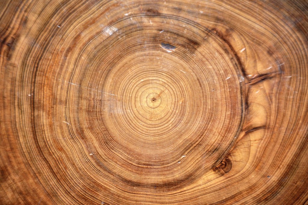 Tree rings in Taxodium distichum wood (bald cypress).