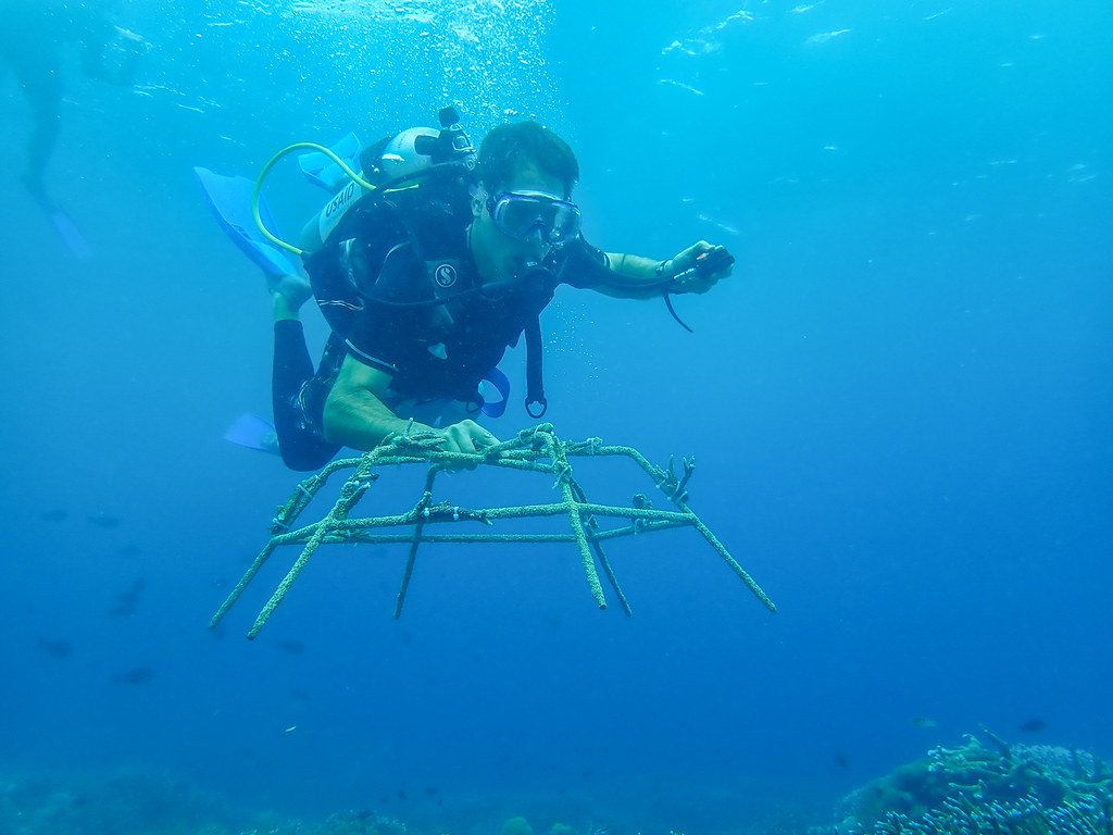 The Coral Triangle, biodiversity