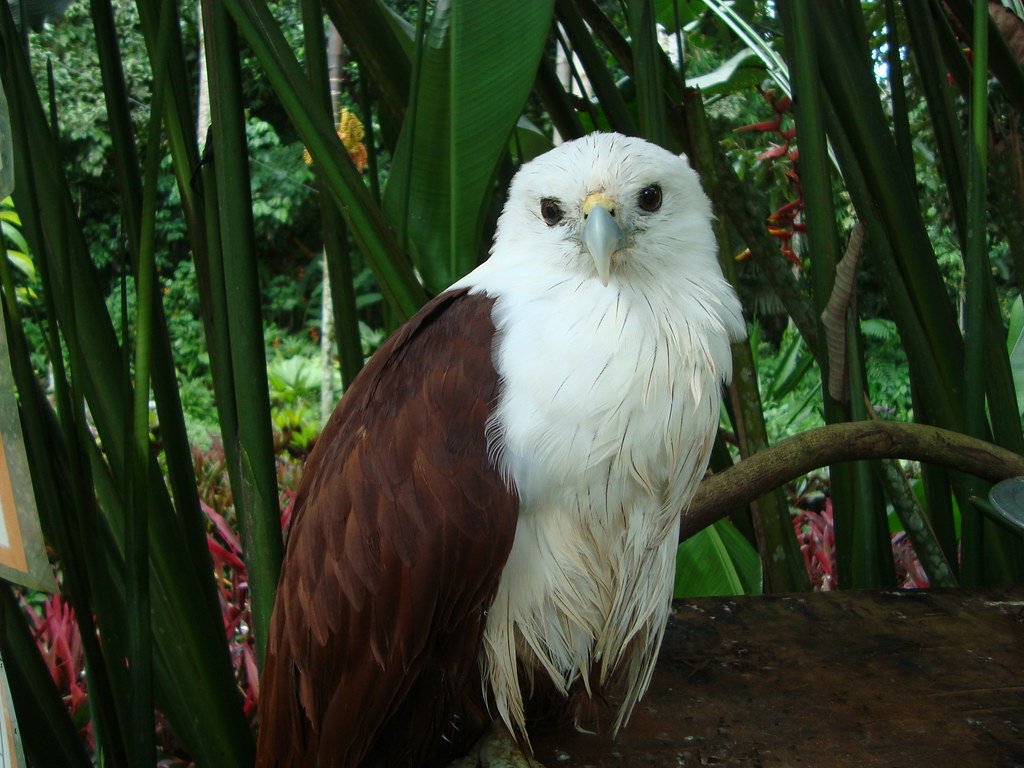 Philippine Eagle