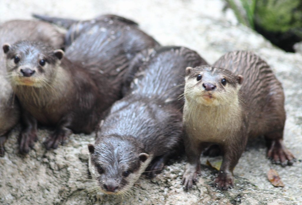 Three otter in a rock formation.