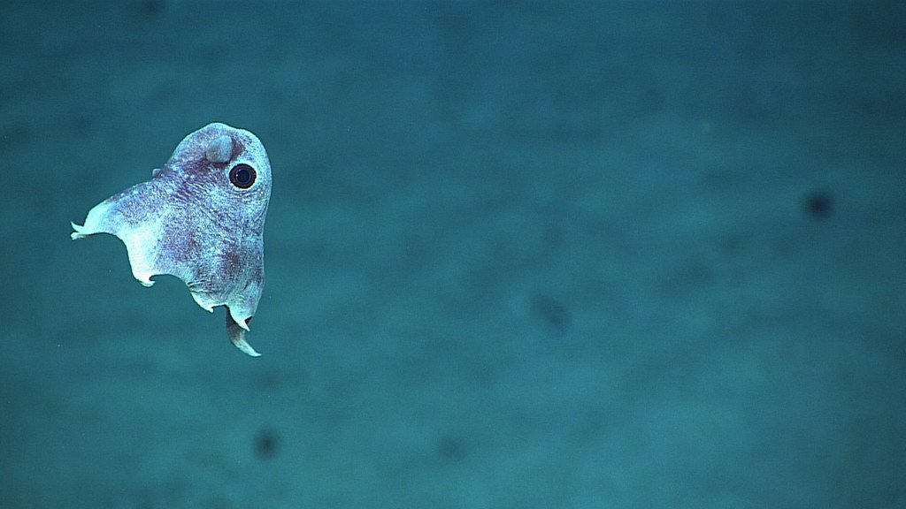 The Dumbo Octopus.