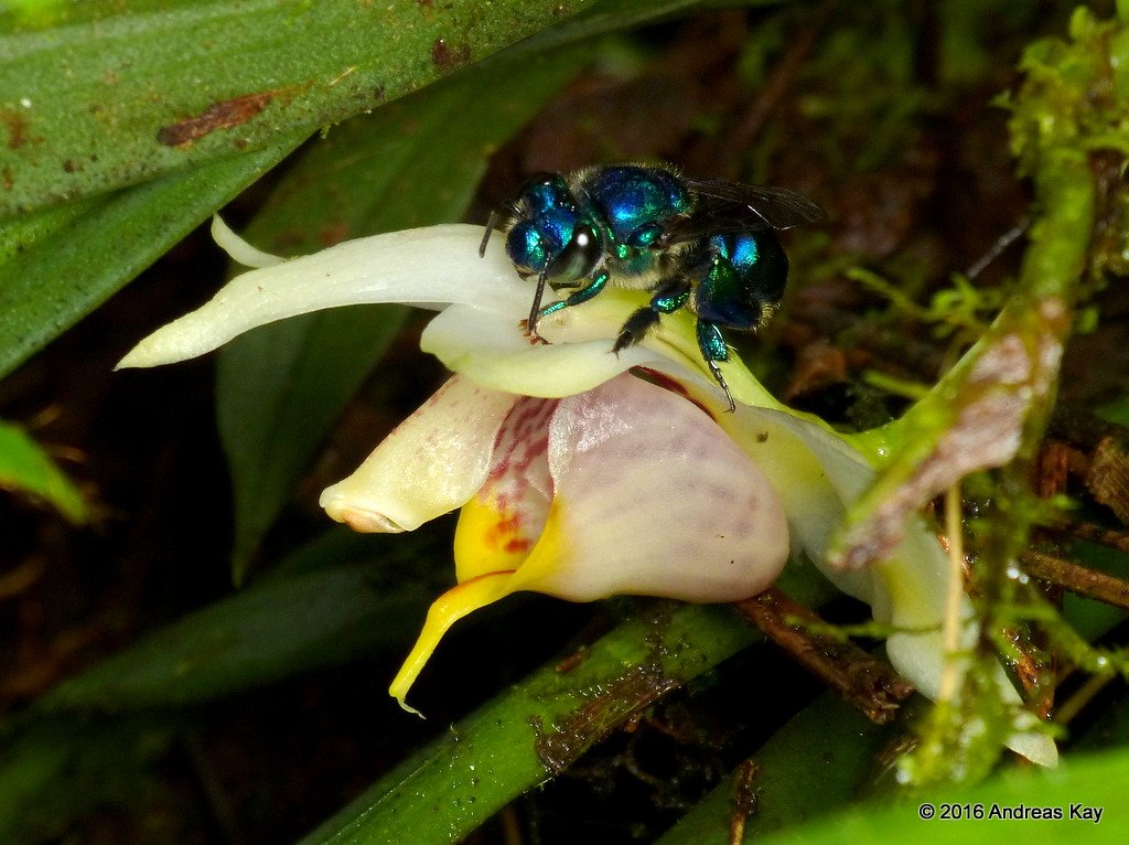 Chondrorhyncha = Benzingia caudata & male orchid bee, Euglossa sp.